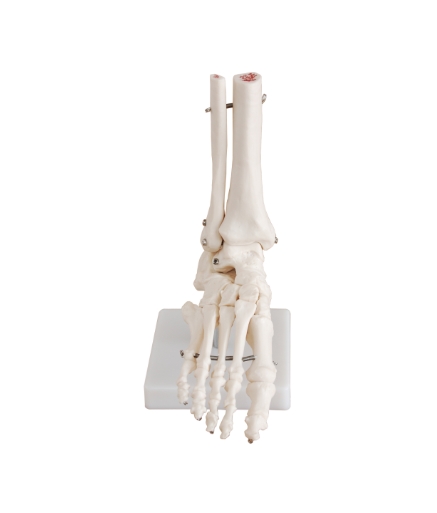 Grundlæggende anatomiske modeller Grundlæggende anatomiske modeller